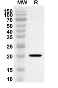Western blot analysis was performed using anti-Human HTR7 polyclonal antibody at 1ug/mL on recombinant Human HTR7 (Catalog No. HW325012).