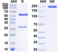 SDS-PAGE for Anti-Human GLP1R Antibody (SAA0519).