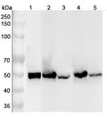 Western blot analysis was performed using anti-ALDH1A3 polyclonal antibody at 1μg/ml on various samples.
Lane 1: A549 cell lysate
Lane 2: Mouse liver lysate
Lane 3: Mouse kidney lysate
Lane 4: Rat liver lysate
Lane 5: Rat kidney lysate
