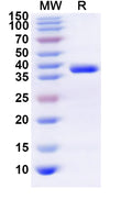 Recombinant Human CX3CR1 Protein, N-GST & C-His