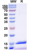 SDS-PAGE for Anti-Human CX3CR1 Nanobody (11H11)