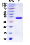 Recombinant Human GALR1 Protein, N-His-KSI
