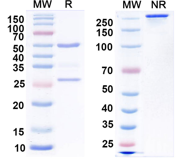 SDS-PAGE for Anti-GalR1 Antibody (N371/90)
