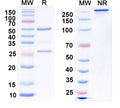 SDS-PAGE for Anti-GalR1 Antibody (N371B/37)