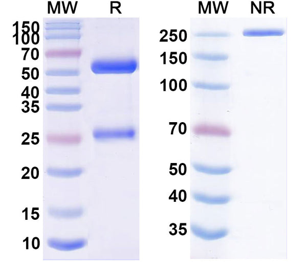 Anti-Human VEGFR2/KDR/Flk-1 Reference Antibody (Vulinacimab) – Figure 1 of 1
