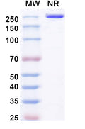 Anti-Human VEGFR2/KDR/Flk-1 Reference Antibody (Pulocimab) – Figure 1 of 2