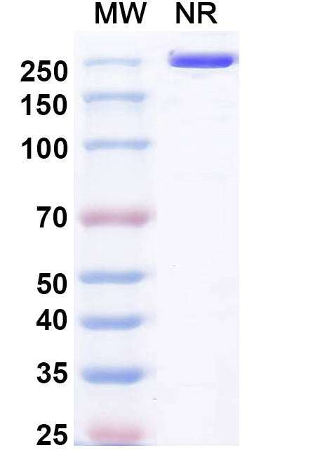 Anti-Human VEGFR2/KDR/Flk-1 Reference Antibody (Pulocimab) – Figure 1 of 2
