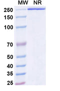 Anti-Human OX40 Ligand/TNFSF4 Reference Antibody (Ivuxolimab) – Figure 1 of 1