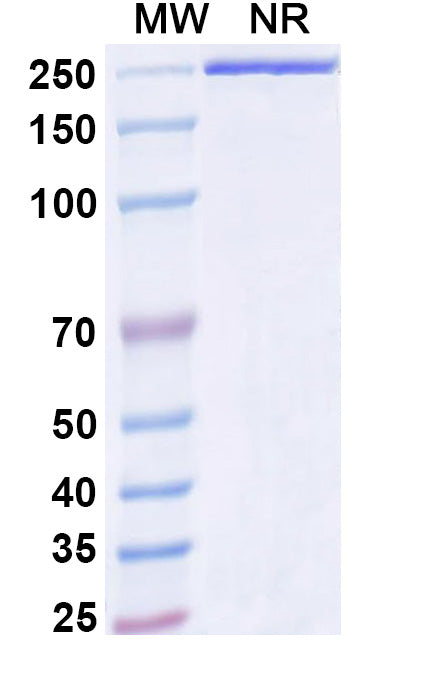 Anti-Human OX40 Ligand/TNFSF4 Reference Antibody (Ivuxolimab) – Figure 1 of 1