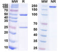 Anti-Human OX40 Ligand/TNFSF4 Reference Antibody (Pogalizumab) – Figure 1 of 1