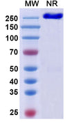 Anti-Human OX40 Ligand/TNFSF4 Reference Antibody (Tavolimab) – Figure 1 of 1