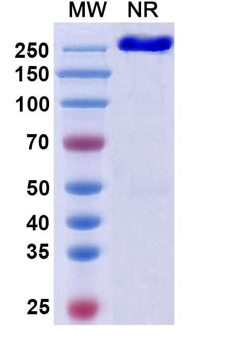Anti-Human OX40 Ligand/TNFSF4 Reference Antibody (Tavolimab) – Figure 1 of 1