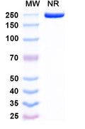Anti-Human OX40 Ligand/TNFSF4 Reference Antibody (Revdofilimab) – Figure 1 of 1