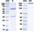 Anti-Human CD134/TNFRSF4/OX40 Reference Antibody (HFB301001) – Figure 1 of 1