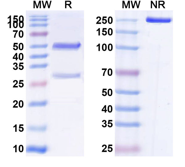 SDS-PAGE for Anti-Human CD134/TNFRSF4/OX40 Antibody (SAA0052)