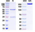 SDS-PAGE for Anti-Human CD253/TNFSF10/TRAIL Antibody (SAA0079)
