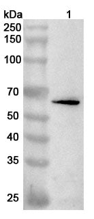 Western blot analysis was performed using anti-LSS  polyclonal antibody at 1ug/mL on various samples.
Lane 1: SH-SY5Y cell lysate