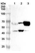 Western blot analysis was performed using anti-CDK9  polyclonal antibody at 1ug/mL  on various samples.
Lane 1: Mouse lung lysate
Lane 2: Rat brain lysate
Lane 3: Rat lung lysate