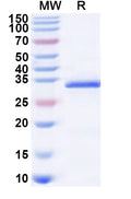 Recombinant Human ART1 Protein, N-His