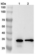 Western blot analysis was performed using anti-CNN1 polyclonal antibody at 1ug/mL  on various samples.
Lane 1: Mouse colon lysate
Lane 2: Mouse lung lysate