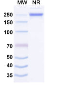 SDS-PAGE for Anti-Human MASP1 Antibody (SAA1639)