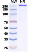 Anti-Human MASP3/MASP1 Reference Antibody (Zaltenibart) – Figure 1 of 1
