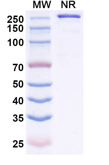 Anti-Human MASP3/MASP1 Reference Antibody (Zaltenibart) – Figure 1 of 1
