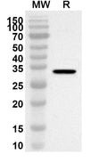 Western blot analysis was performed using anti-PITPNB polyclonal antibody at 1ug/mL on recombinant PITPNB (Catalog No. HW378012).