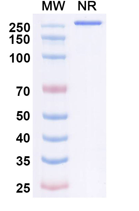 Anti-Human CCR2 Reference Antibody (Plozalizumab) – Figure 1 of 1