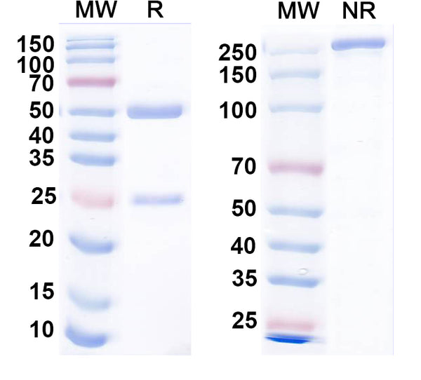 SDS-PAGE for Anti-Dopamine D3 receptor Antibody (N331/58)