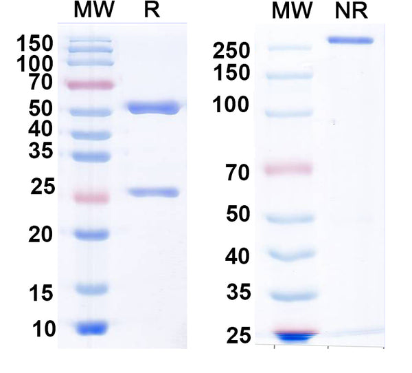 SDS-PAGE for Anti-GluK1/GluR5 kainate receptor Antibody (N298/14)