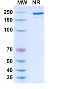 Anti-Human CCR5 Reference Antibody (Leronlimab) – Figure 1 of 1