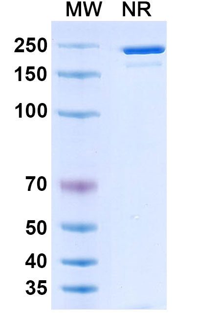 Anti-Human CCR5 Reference Antibody (Leronlimab) – Figure 1 of 1