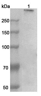 Western blot analysis was performed using anti-MAP1B polyclonal antibody at 1ug/mL  on various samples.
Lane 1: Mouse brain lysate