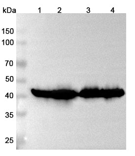Western blot analysis was performed using anti-ACAA2 polyclonal antibody at 1μg/ml on various samples.
Lane 1: Mouse heart lysate
Lane 2: Mouse liver lysate
Lane 3: Rat heart lysate
Lane 4: Rat liver lysate