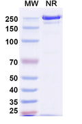 Anti-Human CD79B Reference Antibody (Polatuzumab) – Figure 1 of 2