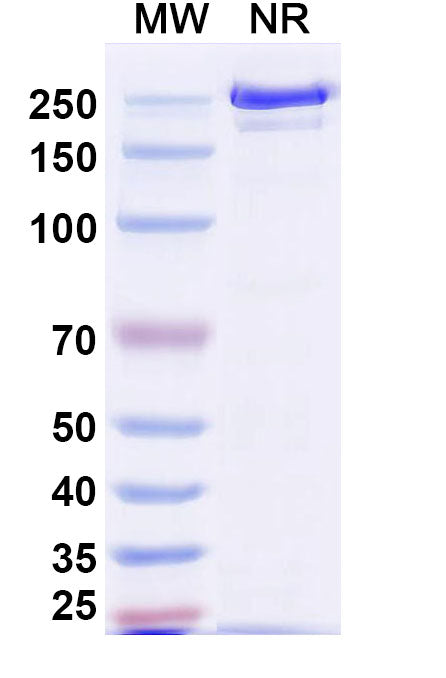 Anti-Human CD79B Reference Antibody (Polatuzumab) – Figure 1 of 2