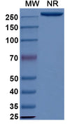 Anti-Human CD79B Reference Antibody (Iladatuzumab) – Figure 1 of 5