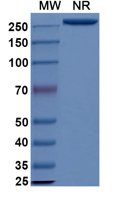 Anti-Human CD79B Reference Antibody (Iladatuzumab) – Figure 1 of 5