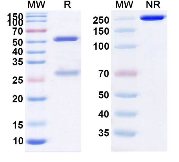 Anti-Human Proadrenomedullin/Pro-ADM Reference Antibody (Enibarcimab) – Figure 1 of 1