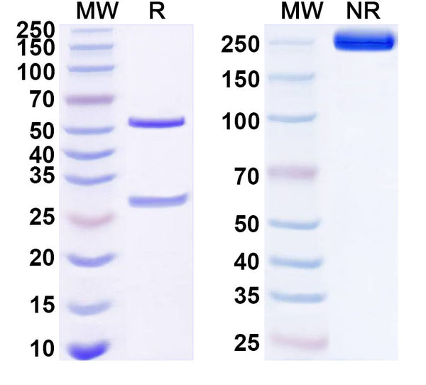 Anti-Human CCR8 Reference Antibody (Tagmokitug) – Figure 1 of 1