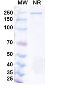 Anti-Human CCR8 Reference Antibody (Azirkitug) – Figure 1 of 1