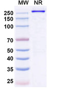 Anti-Human CCR8 Reference Antibody (Denikitug) – Figure 1 of 1