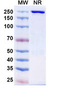 Anti-Human CCR8 Reference Antibody (Cafelkibart) – Figure 1 of 1
