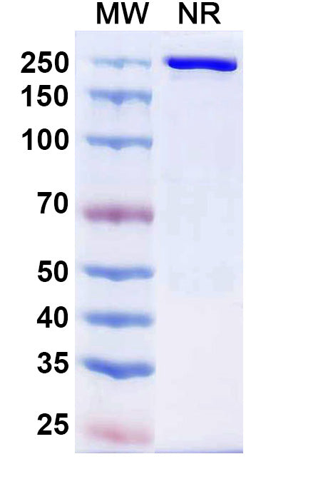 Anti-Human CCR8 Reference Antibody (Cafelkibart) – Figure 1 of 1