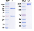 Anti-Human CCR8 Reference Antibody (Imzokitug) – Figure 1 of 1