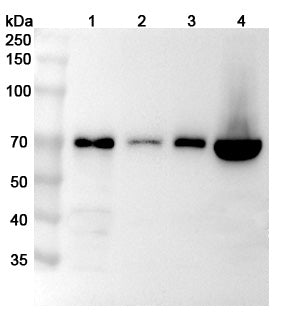 Western blot analysis was performed using anti-GBP1 polyclonal antibody at 1μg/ml on various samples.
Lane 1: MDA-MB-231 cell lysate
Lane 2: HUVEC cell lysate
Lane 3: Hela cell lysate
Lane 4: Jurkat cell lysate
