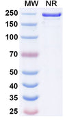 Anti-Human MCAM/CD146 Reference Antibody (Imaprelimab) – Figure 1 of 1