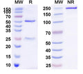 Anti-Human CEACAM-5/CD66e Reference Antibody (Tinurilimab) – Figure 1 of 1