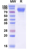 Recombinant Human CD66c/CEACAM6 Protein, C-Fc